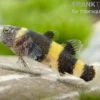 Goldringelgrundel, Brachygobius doriae (Minifisch)