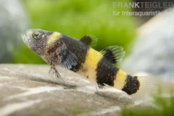 Goldringelgrundel, Brachygobius doriae (Minifisch)
