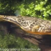 Goldringelkugelfisch, Tetraodon mbu (Rarität), Größe ca. 2.5 cm