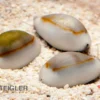 Goldring-Kauri-Schnecke, Monetaria annulus