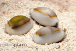 Goldring-Kauri-Schnecke, Monetaria annulus