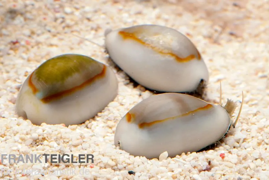 Goldring-Kauri-Schnecke, Monetaria annulus