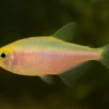 Gold-Rosa Königssalmler, Inpaichthys kerri gold-pink