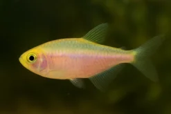 Gold-Rosa Königssalmler, Inpaichthys kerri gold-pink
