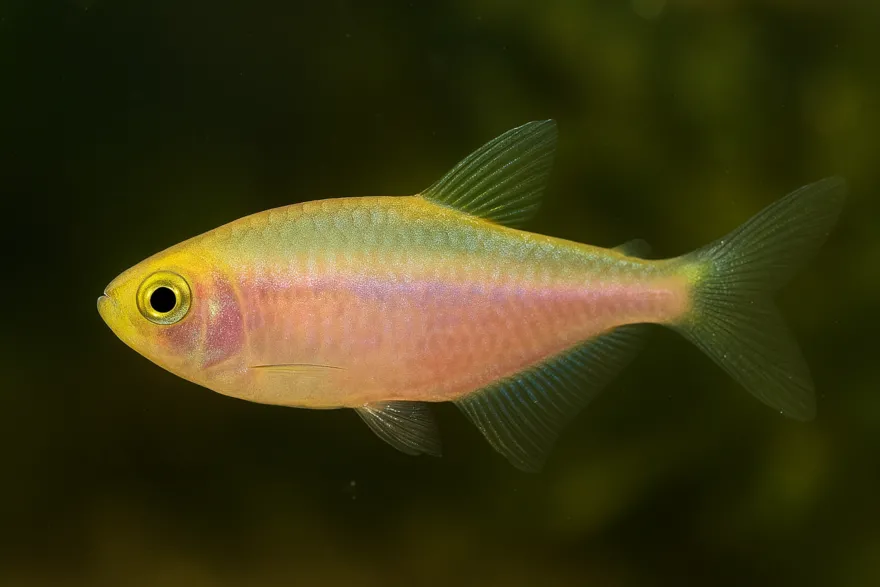 Gold-Rosa Königssalmler, Inpaichthys kerri gold-pink