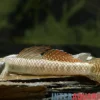 Goldrote Algengrundel, Stiphodon ornatus, 4-6 cm