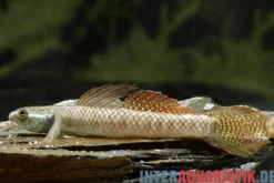 Goldrote Algengrundel, Stiphodon ornatus, 4-6 cm