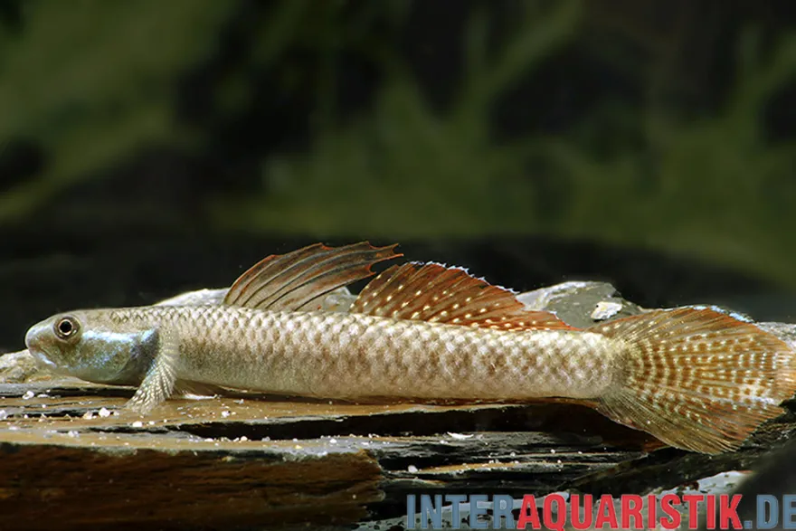 Goldrote Algengrundel, Stiphodon ornatus, 4-6 cm