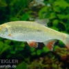 Gold-Rotfeder XL, Scardinius erythrophthalmus