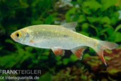 Gold-Rotfeder XL, Scardinius erythrophthalmus