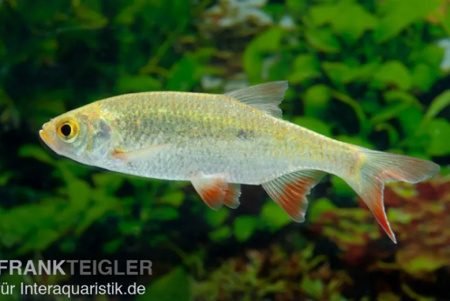 Gold-Rotfeder XL, Scardinius erythrophthalmus