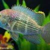 Goldsaumbuntbarsch, Aequidens rivulatus