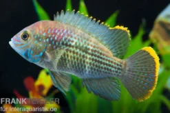 Goldsaumbuntbarsch, Aequidens rivulatus