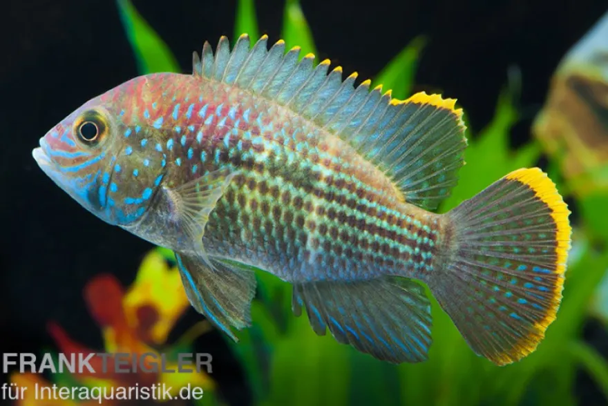 Goldsaumbuntbarsch, Aequidens rivulatus