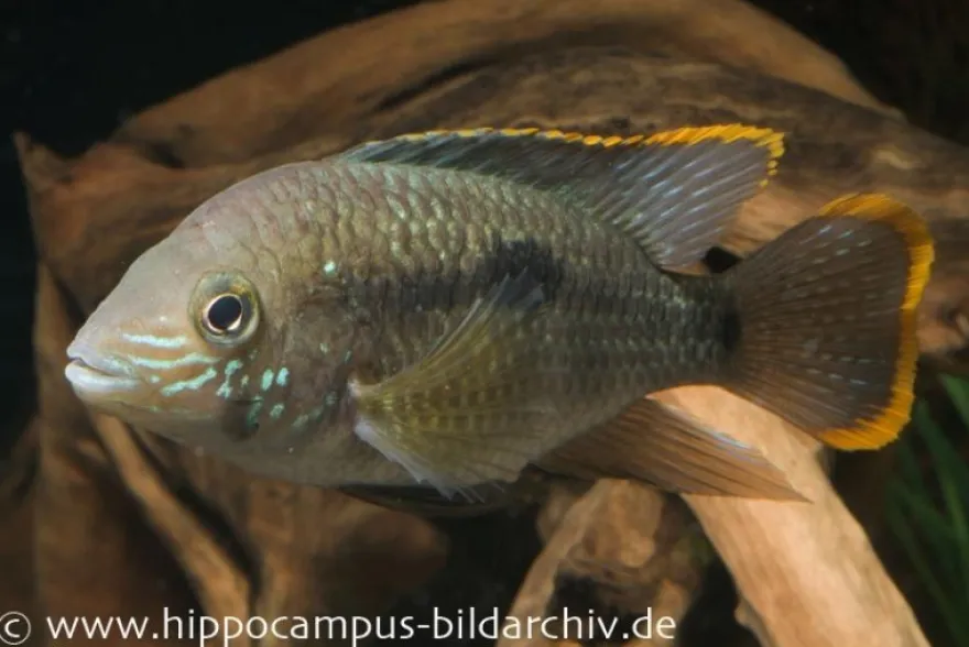 Goldsaumbuntbarsch, Aequidens rivulatus
