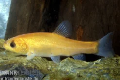 Goldschleie, Tinca tinca (Kaltwasser), 7-10 cm