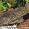 Goldstachel-Breitkopfharnischwels, L56, Parancistrus aurantiacus, 6-8 cm