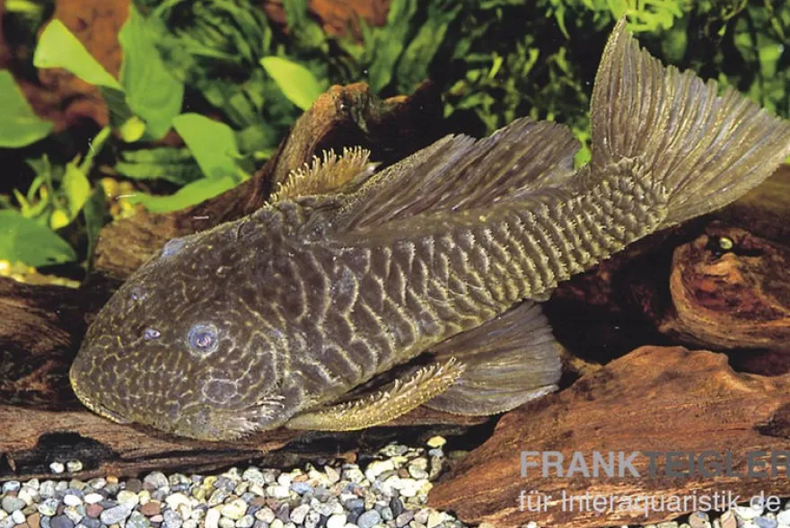 Goldstachel-Breitkopfharnischwels, L56, Parancistrus aurantiacus, 6-8 cm
