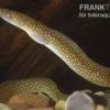 Goldstaubmuräne, Gymnothorax tile, 20-30 cm (Rarität)