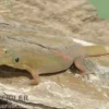Goldstaub Taggecko, Phelsuma laticauda