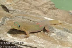 Goldstaub Taggecko, Phelsuma laticauda