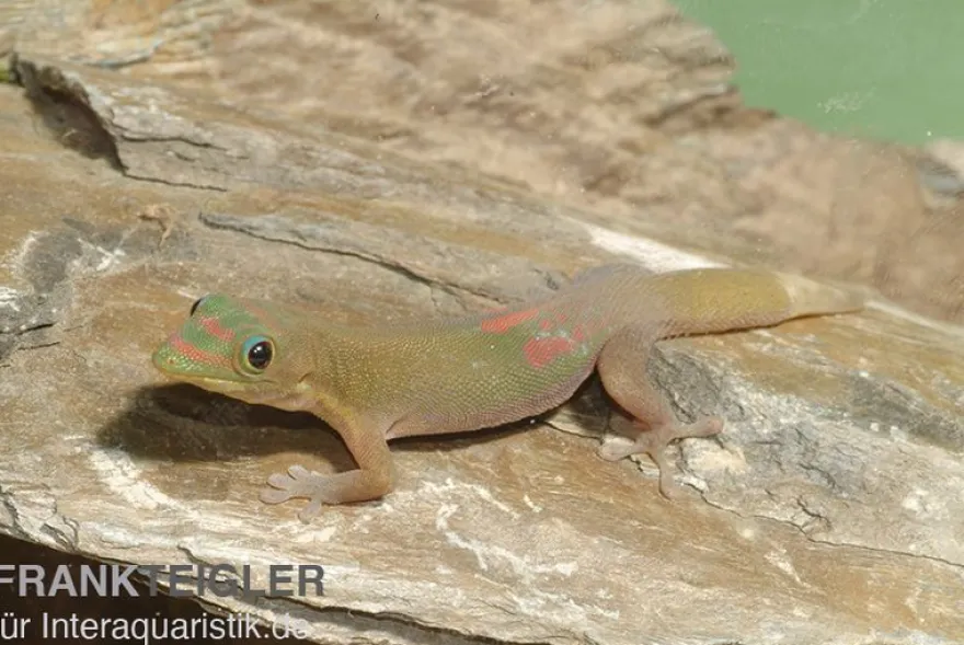 Goldstaub Taggecko, Phelsuma laticauda