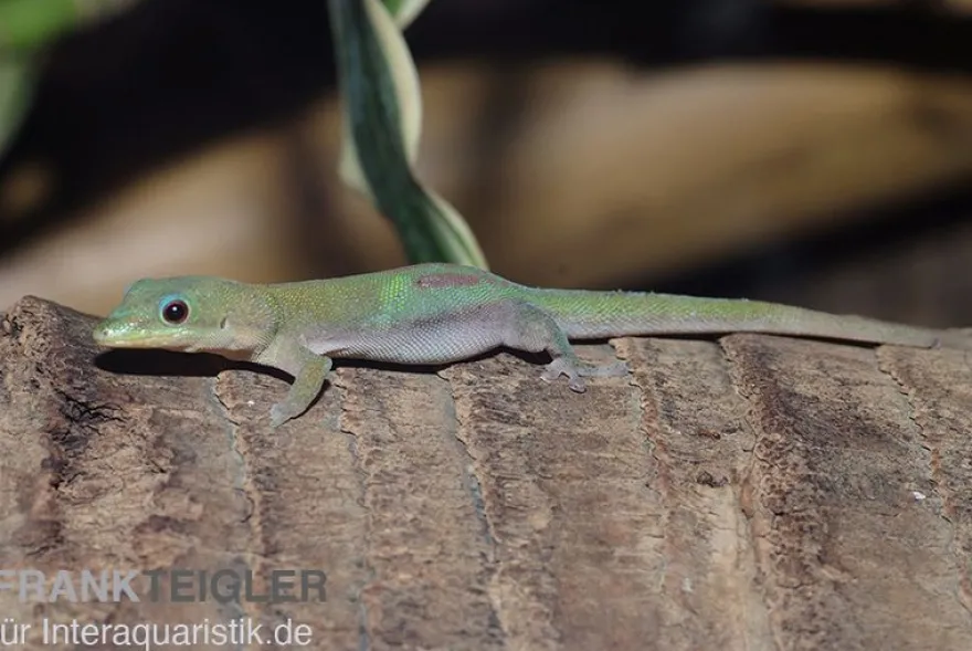 Goldstaub Taggecko, Phelsuma laticauda