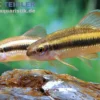 Goldstreifengründling, Sarcocheilichthys parvus, 5-7 cm