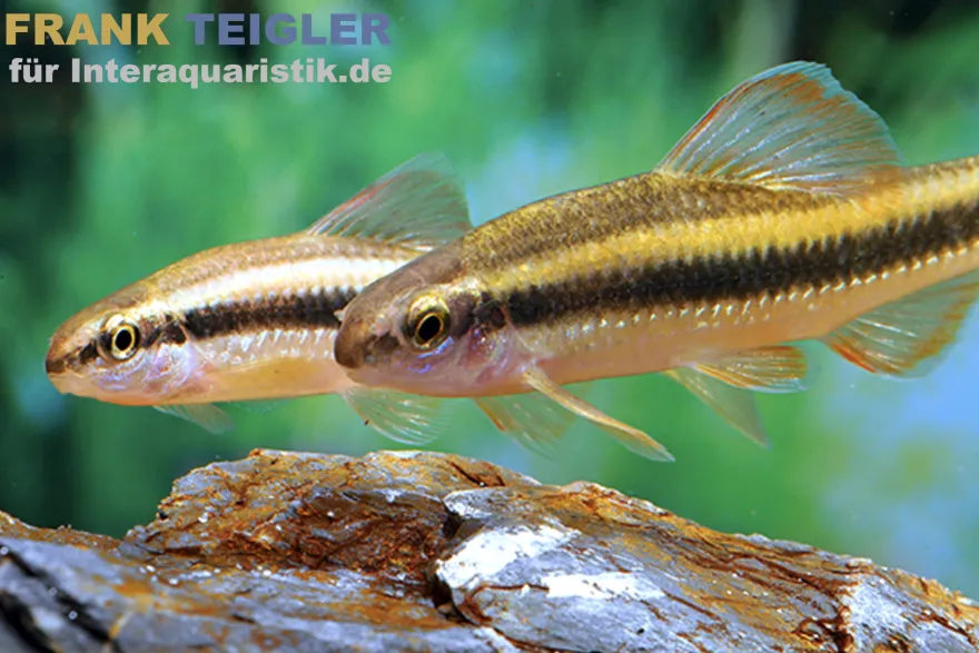Goldstreifengründling, Sarcocheilichthys parvus, 5-7 cm