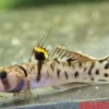 Goldstreifengrundel, Mugilogobius chulae