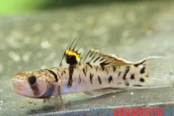 Goldstreifengrundel, Mugilogobius chulae