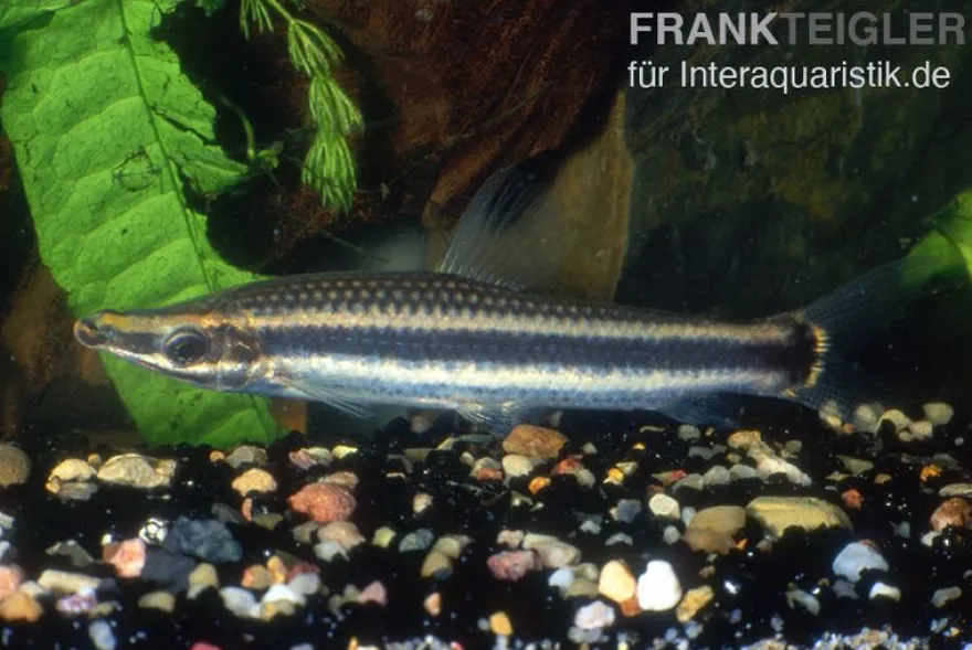 Goldstreifen-Kopfsteher, Anostomus ternetzi