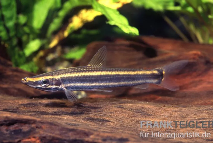 Goldstreifen-Kopfsteher, Anostomus ternetzi