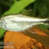 Gold-Tetra, Hemigrammus rodwayi, 2-3 cm (H. armstrongi)