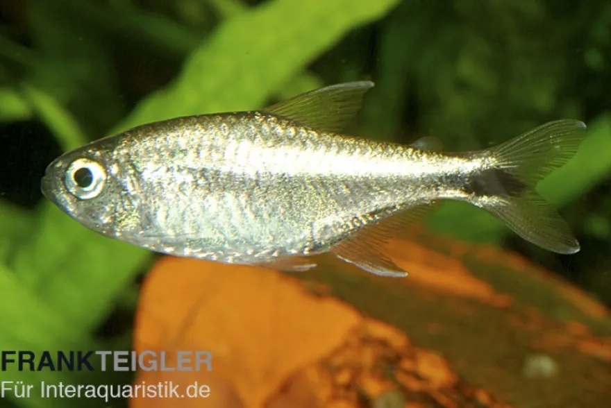 Gold-Tetra, Hemigrammus rodwayi, 2-3 cm (H. armstrongi)