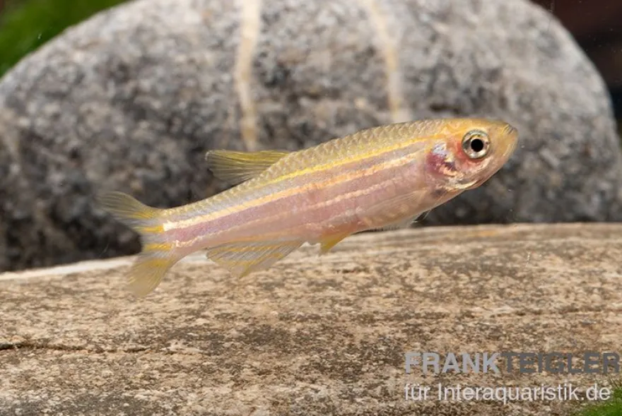 Gold-Zebrabärbling, Brachydanio rerio gold