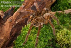 Goliath-Vogelspinne, Theraphosa stirmi