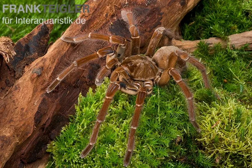 Goliath-Vogelspinne, Theraphosa stirmi