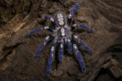 Gooty-Saphir-Ornamentvogelspinne, Poecilotheria metallica