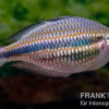 Goydor-River-Regenbogenfisch, Melanotaenia trifasciata "Goydor River", 4-6 cm DNZ