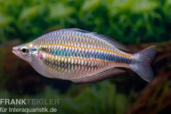 Goydor-River-Regenbogenfisch, Melanotaenia trifasciata "Goydor River", 4-6 cm DNZ
