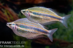 Goydor-River-Regenbogenfisch, Melanotaenia trifasciata