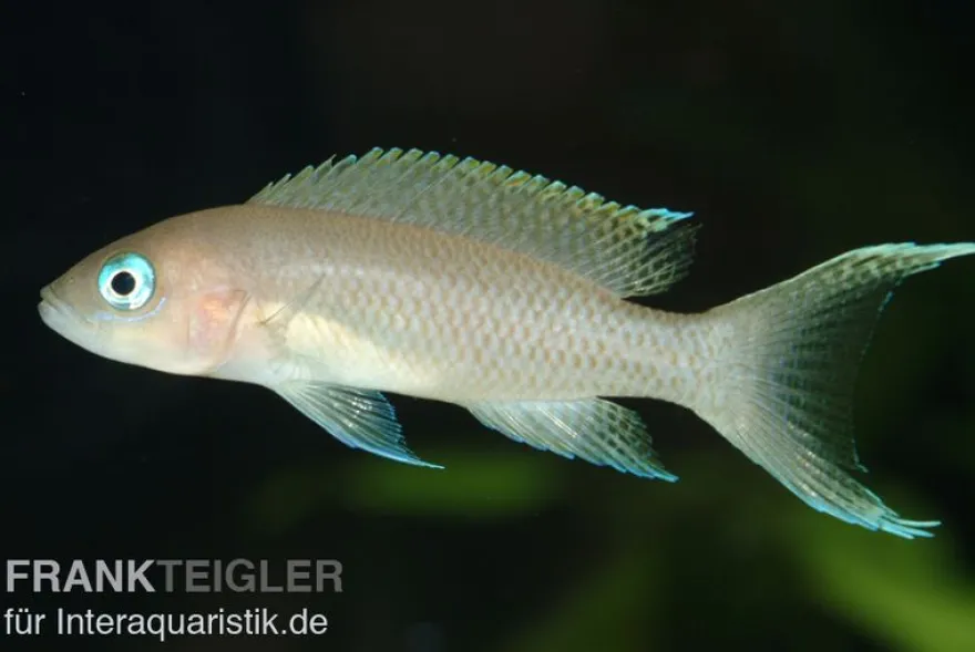 Gracilis-Buntbarsch, Neolamprologus gracilis, 4-5 cm DNZ
