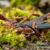 Gracilis-Skorpion, Centruroides gracilis