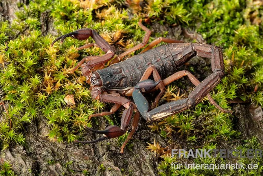 Gracilis-Skorpion, Centruroides gracilis