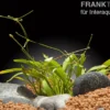 Grasartige Zwergschwertpflanze, Helanthium tenellum "Green", im Topf