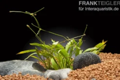 Grasartige Zwergschwertpflanze, Helanthium tenellum "Green", im Topf