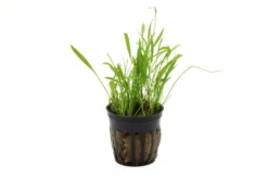 Grasartige Zwergschwertpflanze, Helanthium tenellum "Green", im Topf