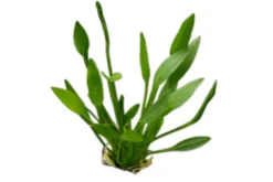 Grasartige Zwergschwertpflanze, Helanthium tenellum