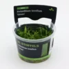 Grasartige Zwergschwertpflanze, Helanthium tenellum "Green", In Vitro